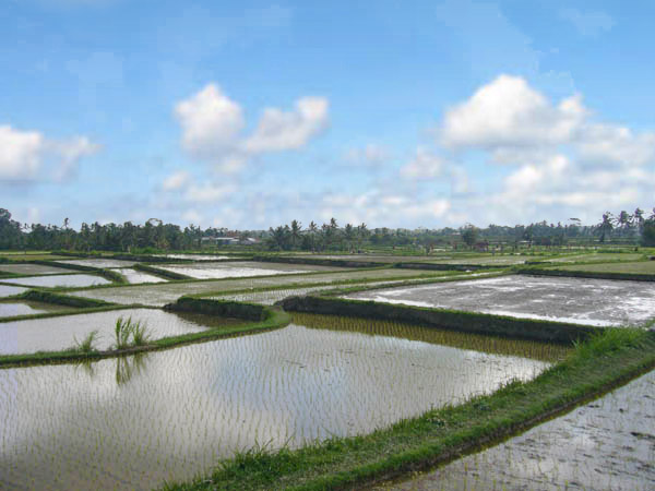 Rice field views