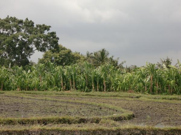 Rice fields 1