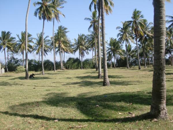 Flat & undulating coconut grove