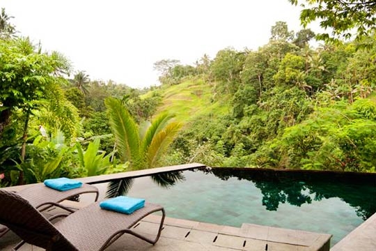 Pool and Jungle View