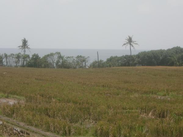 400 meters of rice fields to the beach