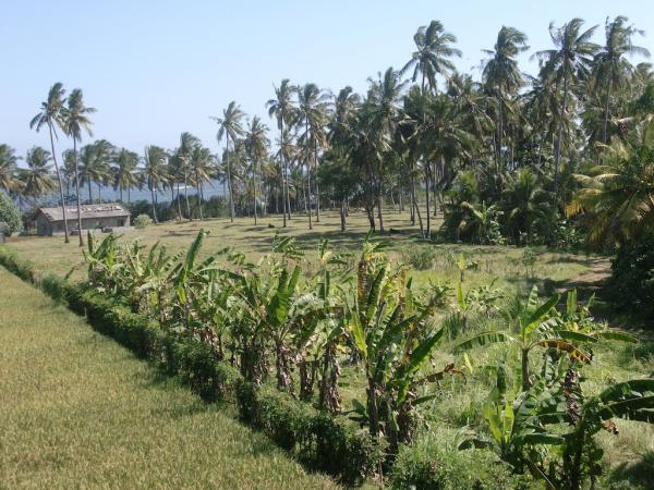 Banana trees form eastern boundary
