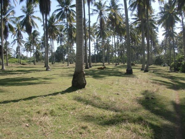 Hundreds of coconut palms