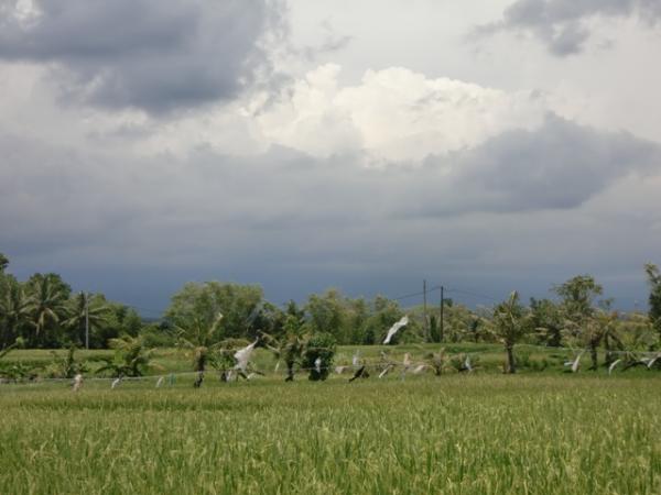 Elevated rice field block