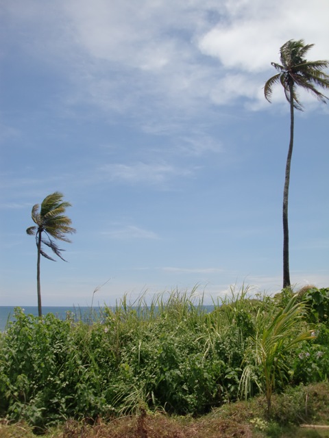 Coconut palms at the beach
