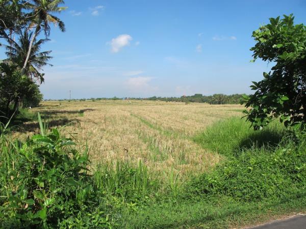 Rice field views