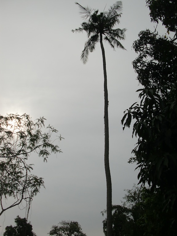 Spindly coconut palm
