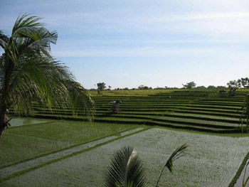 Rice Fields View