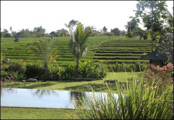 Pool & Rice Field Views
